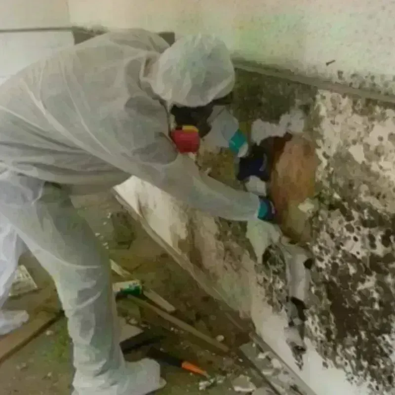 Mold Remediation and Removal in Rose Hill, KS